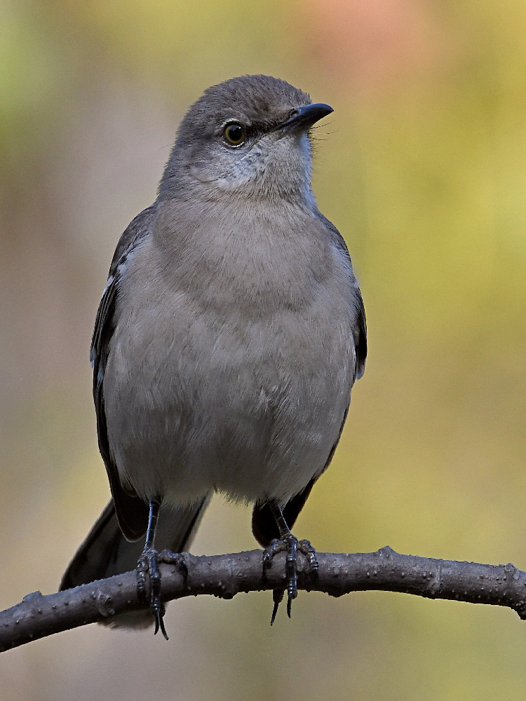 Mockingbird3.jpg