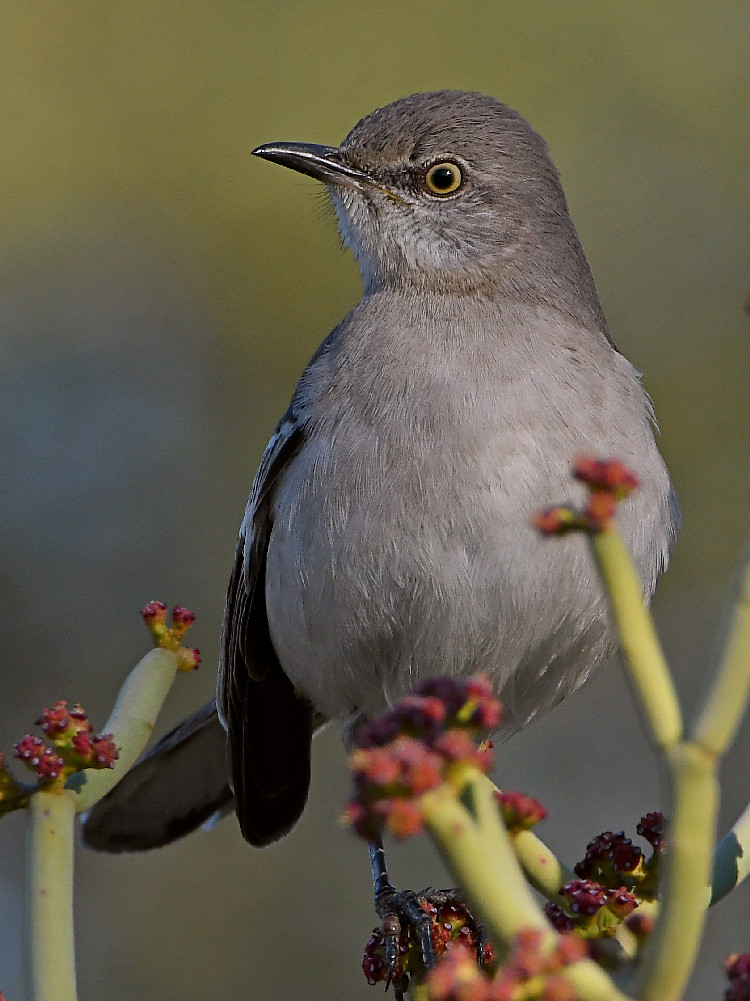 Mockingbird3.jpg