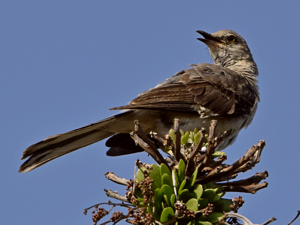 Mockingbird3.jpg