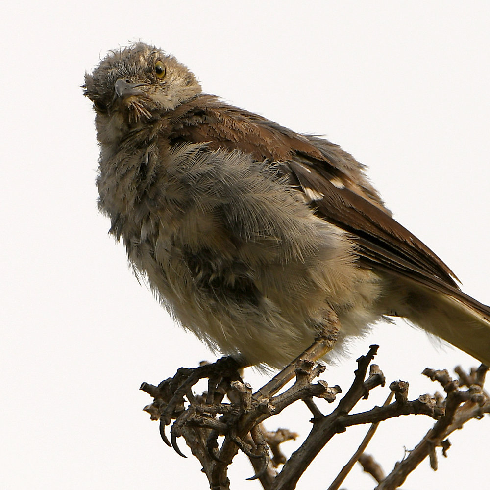 Mockingbird3.jpg