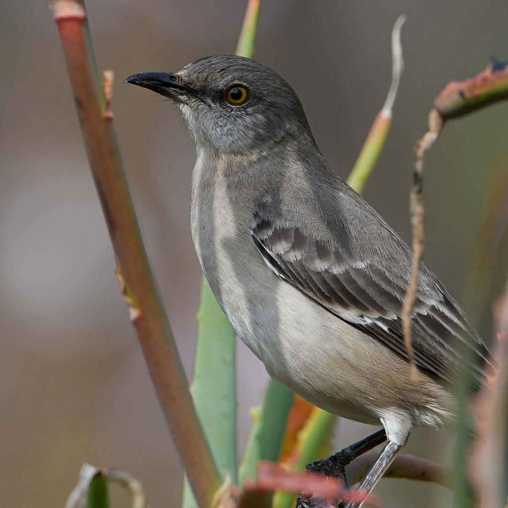 Mockingbird3.jpg