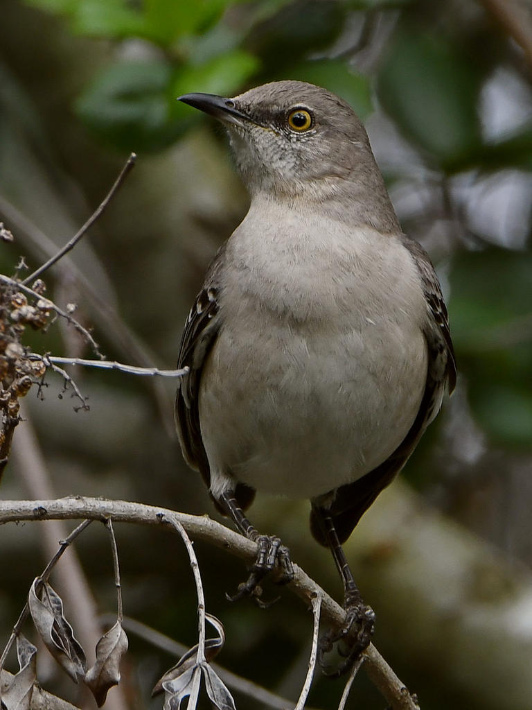 Mockingbird3.jpg
