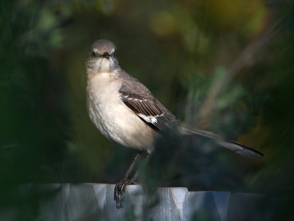 Mockingbird3.jpg