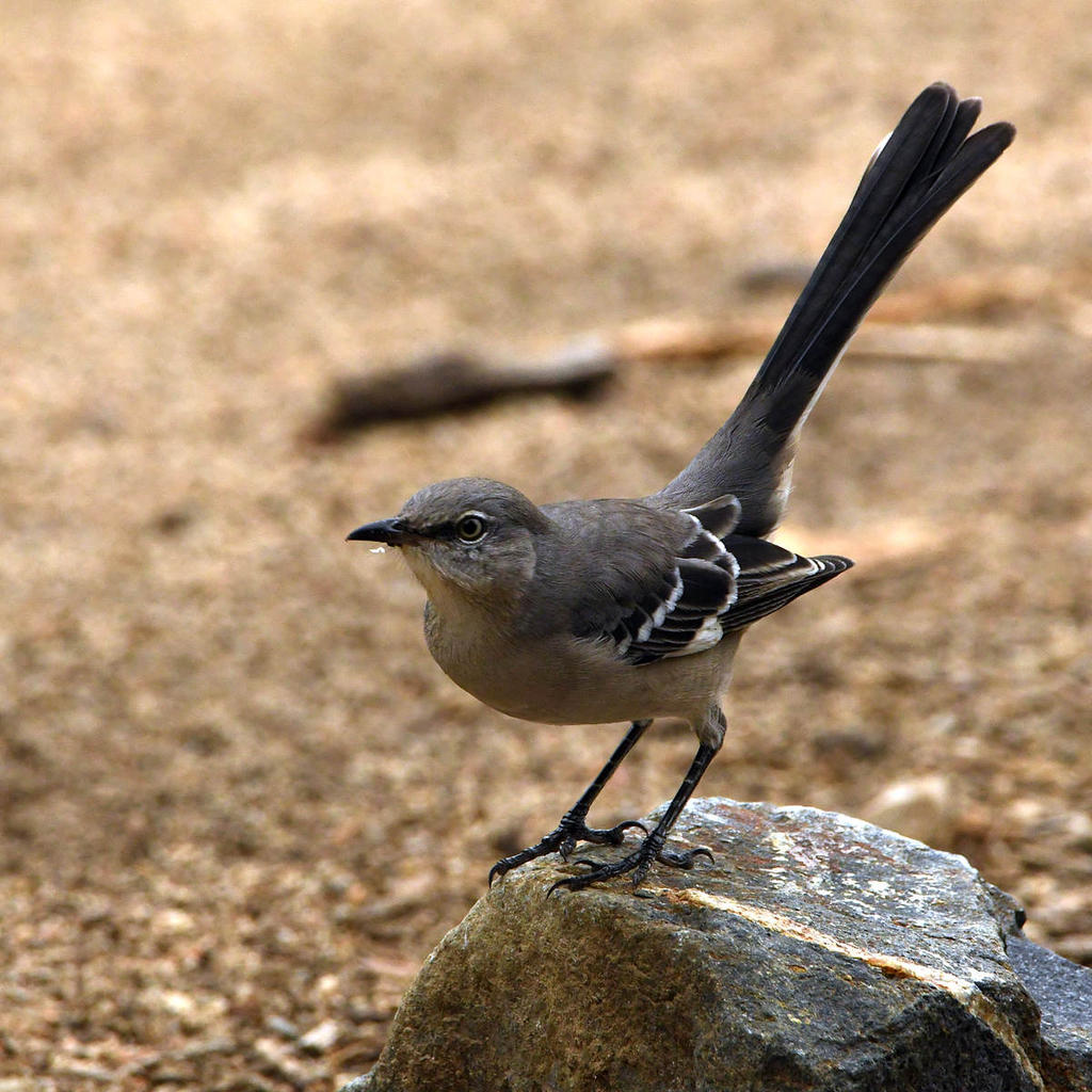 Mockingbird3.jpg
