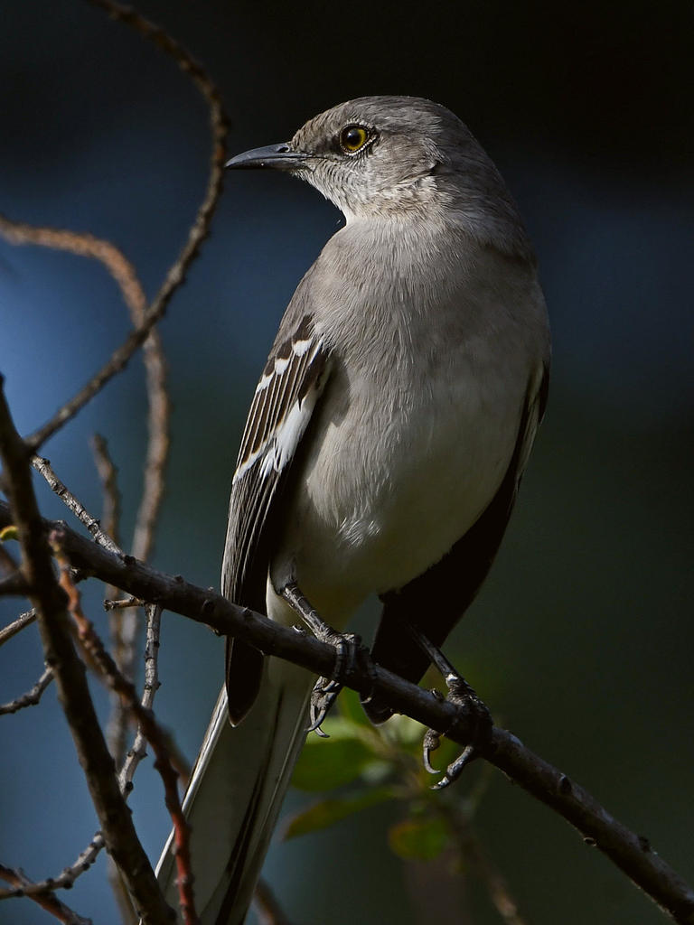 Mockingbird3.jpg