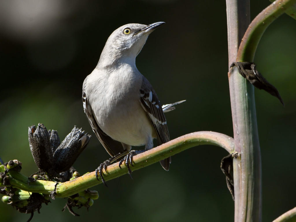 Mockingbird3.jpg