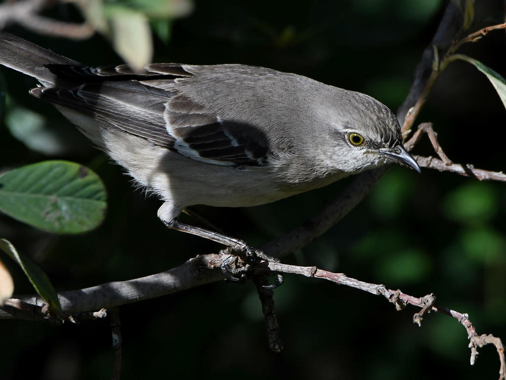 Mockingbird3.jpg