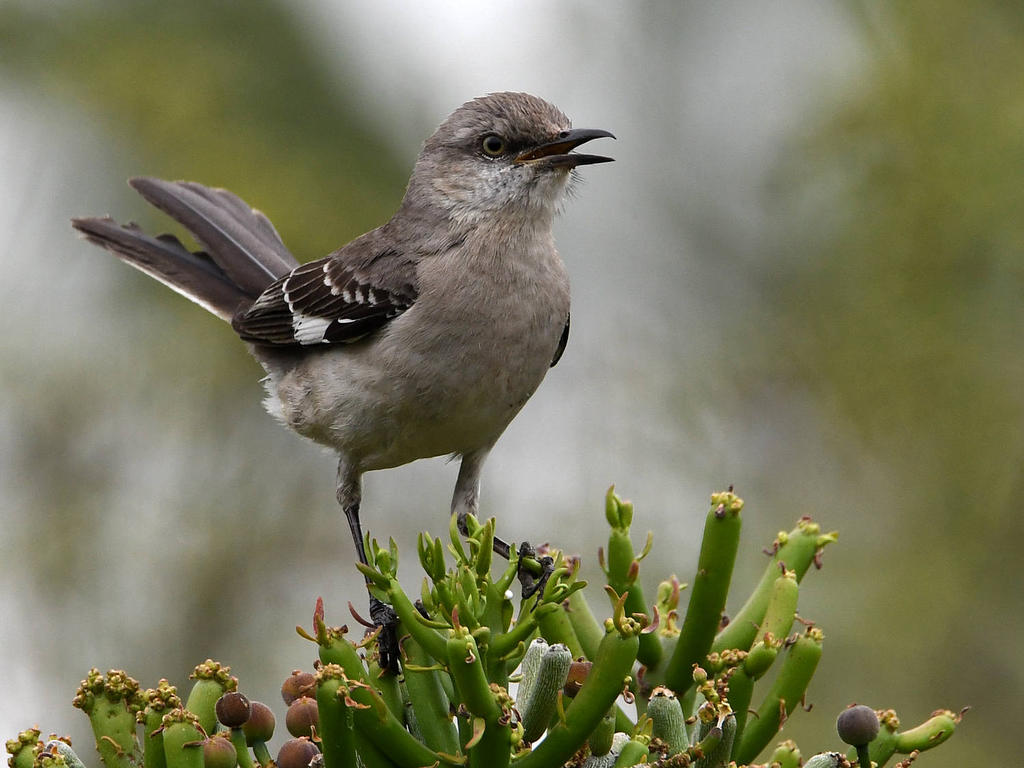 Mockingbird3.jpg