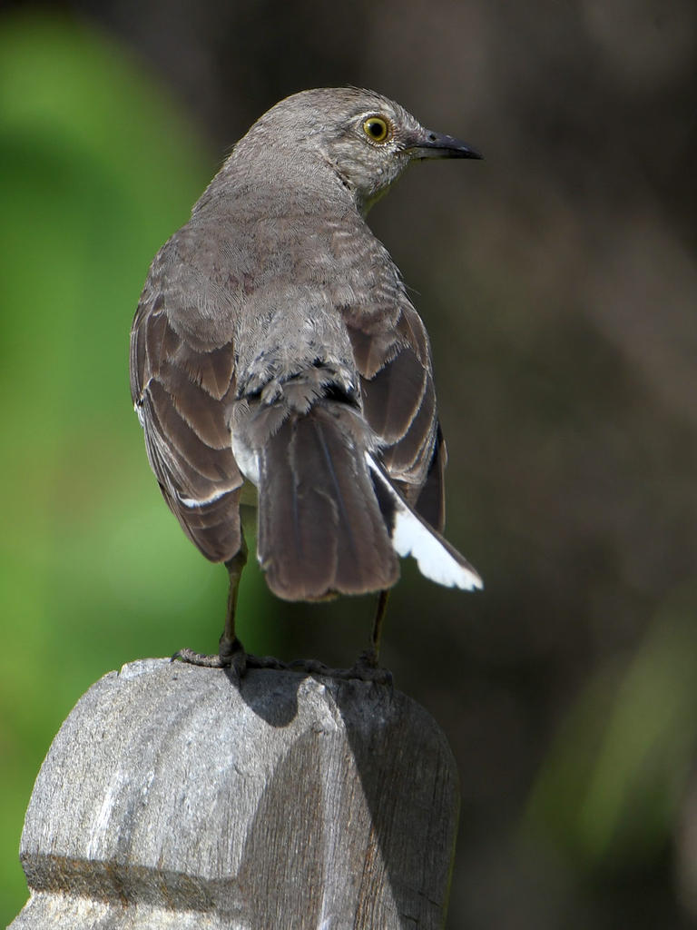 Mockingbird3.jpg