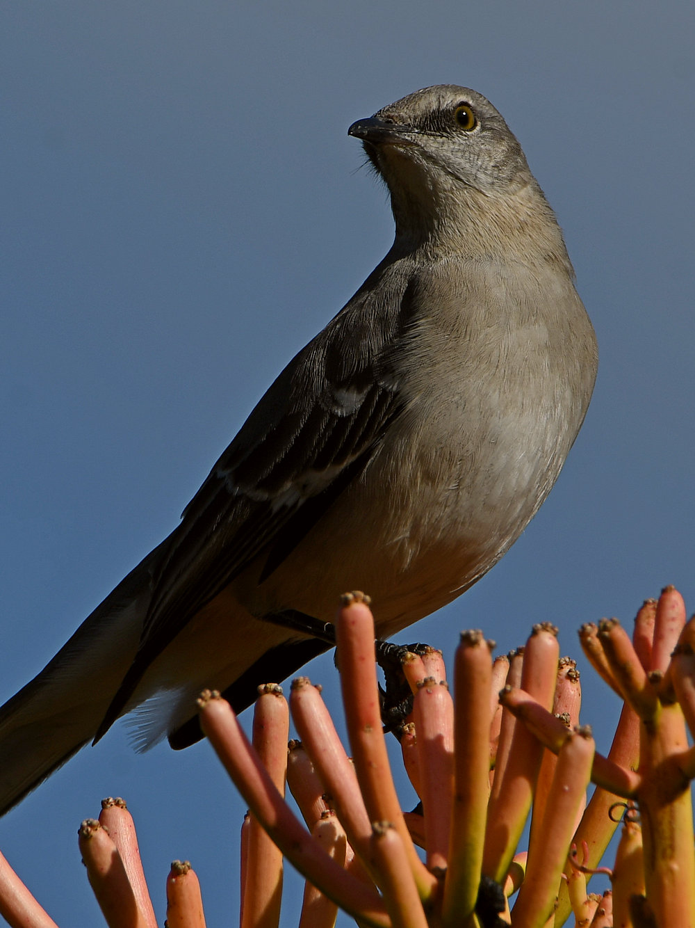 Mockingbird3.jpg