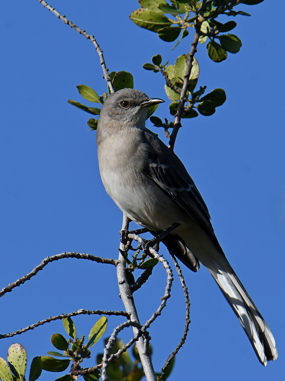 Mockingbird3.jpg