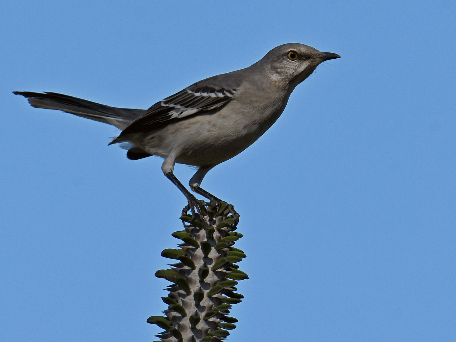 Mockingbird3.jpg