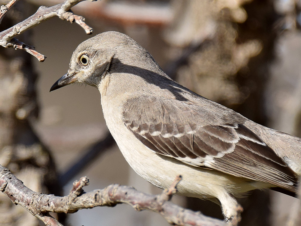 Mockingbird3_2015_03_16.jpg