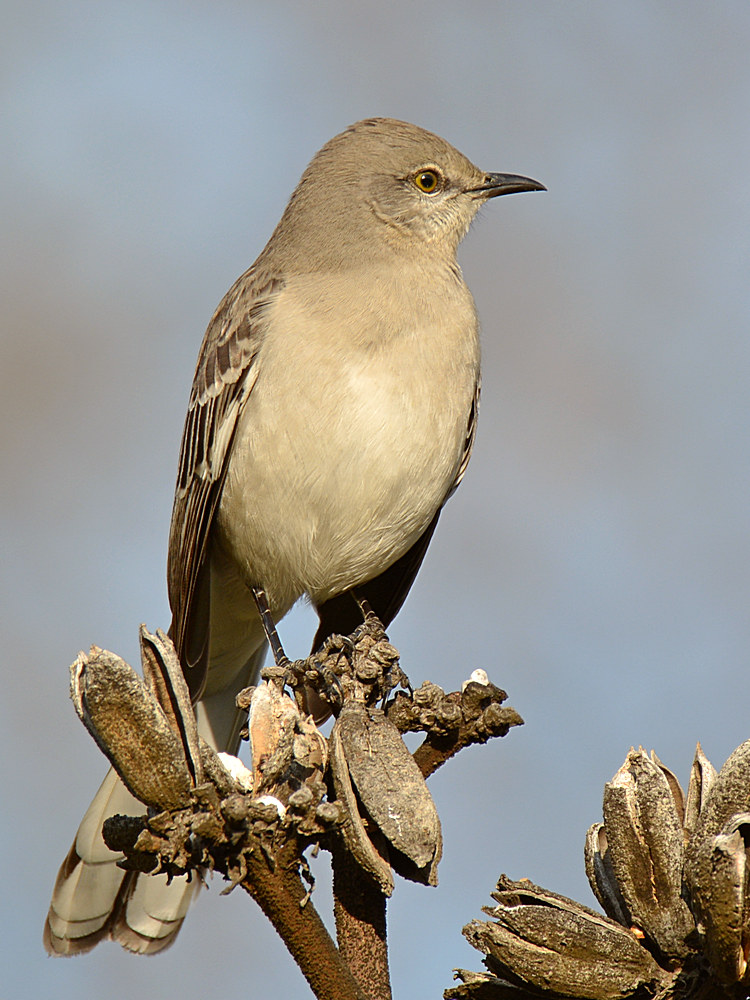 Mockingbird4.jpg