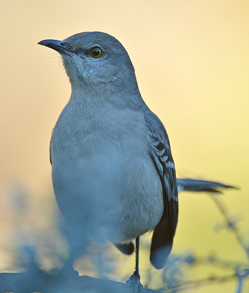 Mockingbird4.jpg