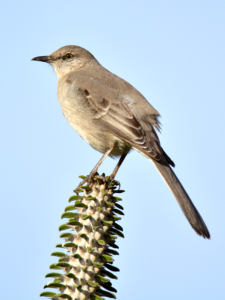 Mockingbird4.jpg