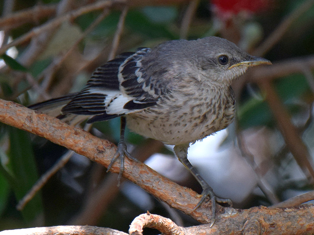 Mockingbird4.jpg
