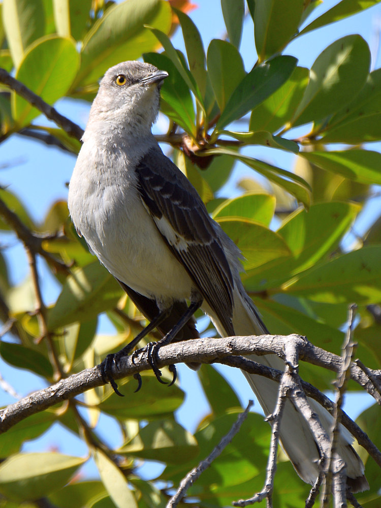 Mockingbird4.jpg