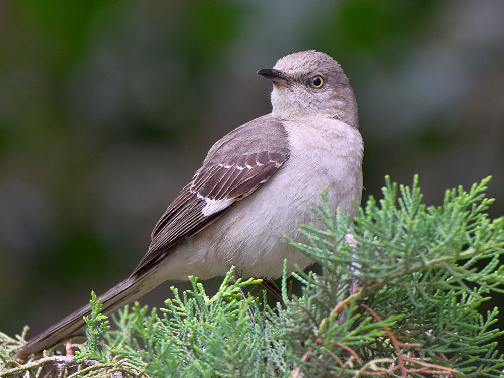 Mockingbird4.jpg