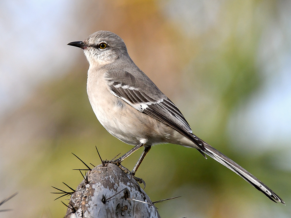 Mockingbird4.jpg