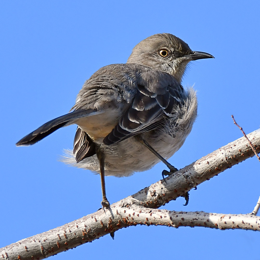 Mockingbird4.jpg