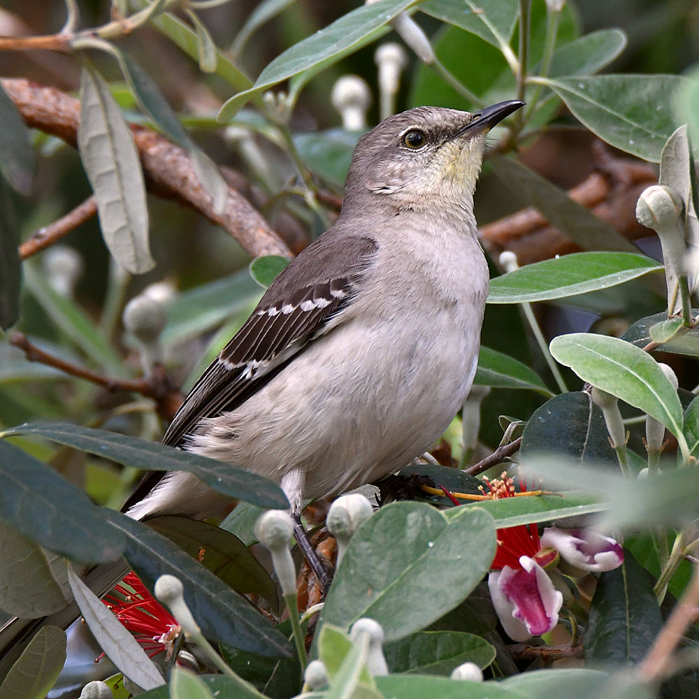 Mockingbird4.jpg