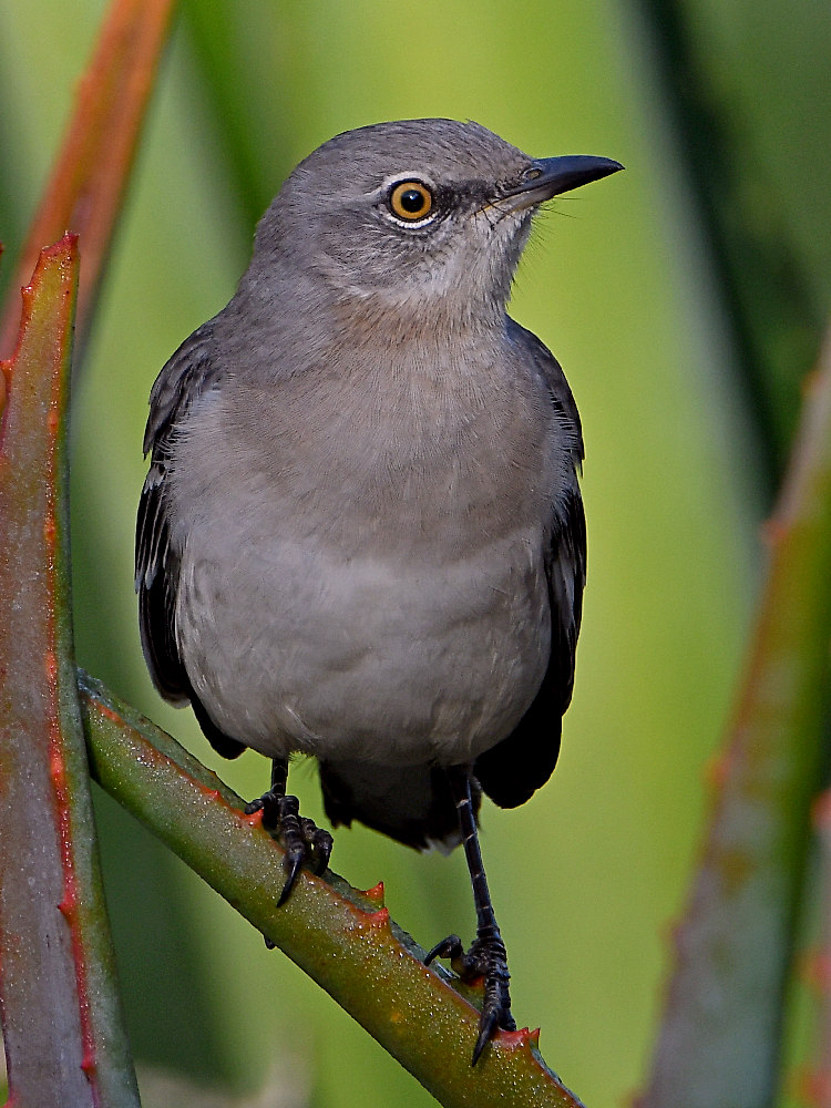 Mockingbird4.jpg