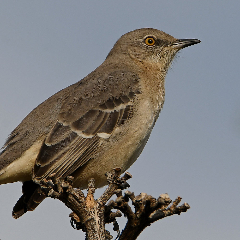 Mockingbird4.jpg