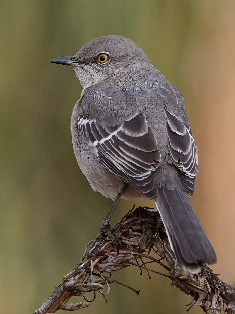 Mockingbird4.jpg