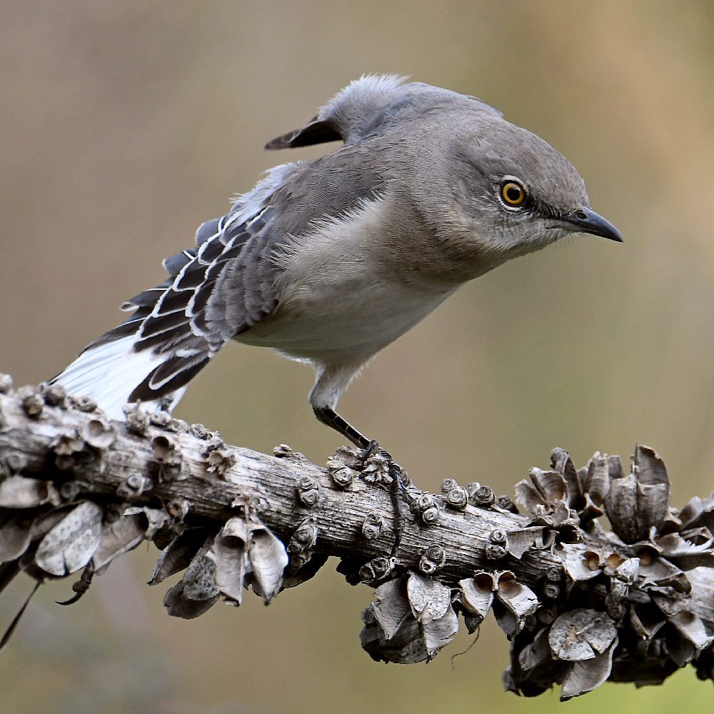 Mockingbird4.jpg