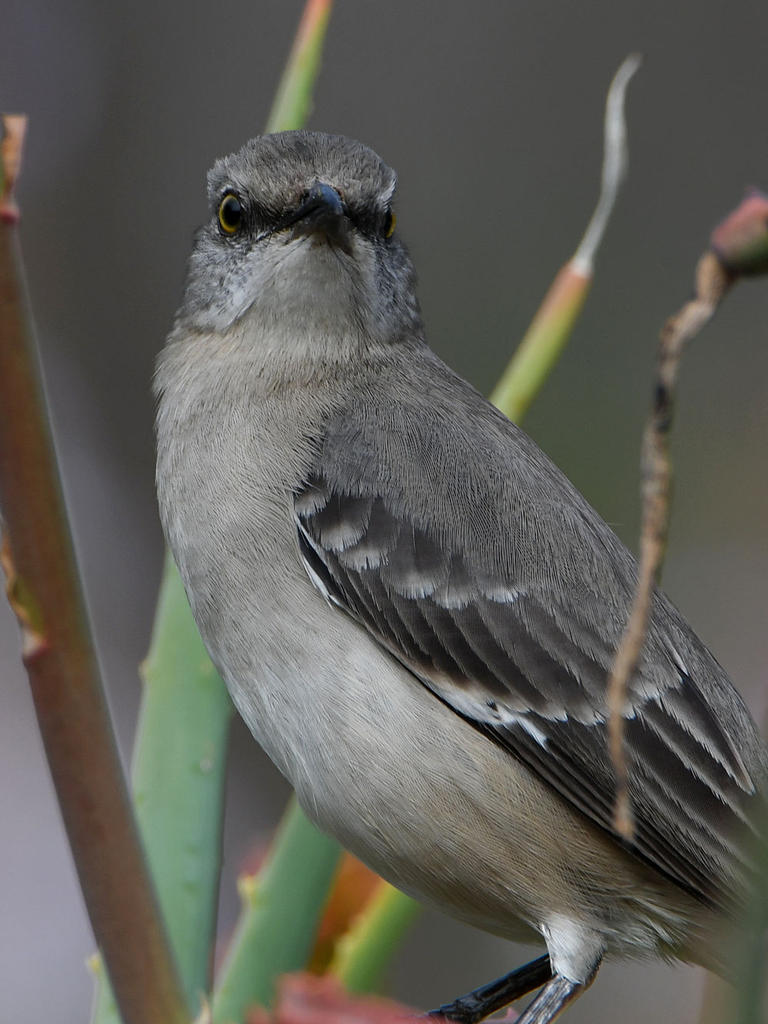 Mockingbird4.jpg