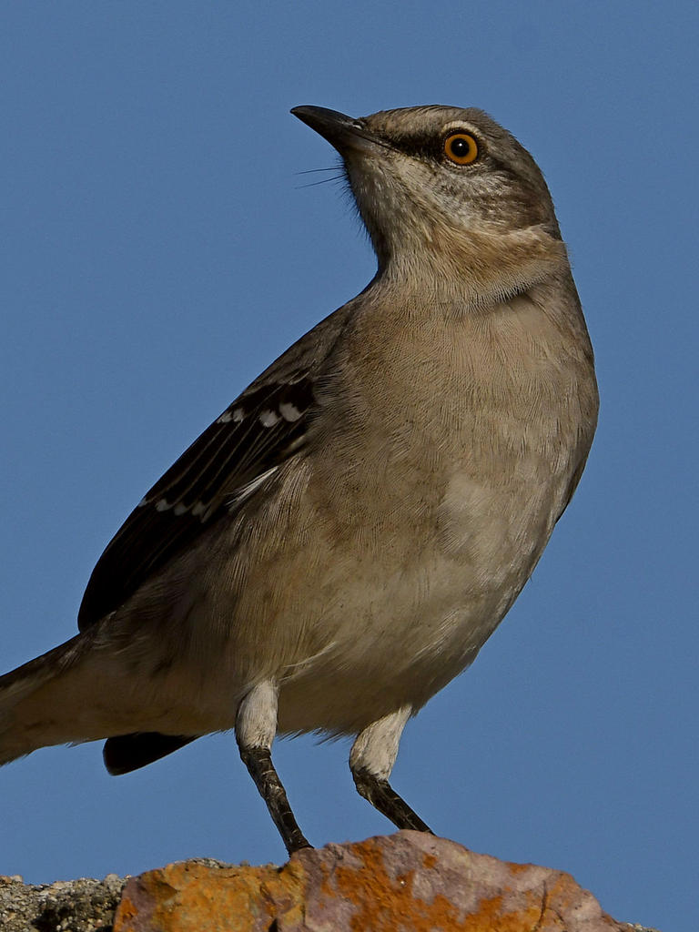 Mockingbird4.jpg