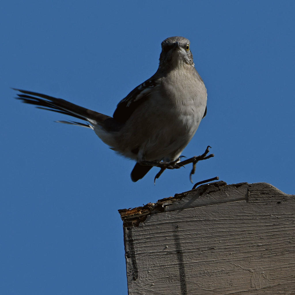 Mockingbird4.jpg