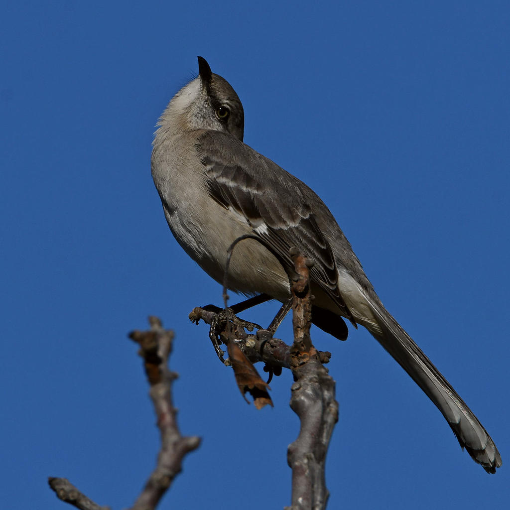 Mockingbird4.jpg