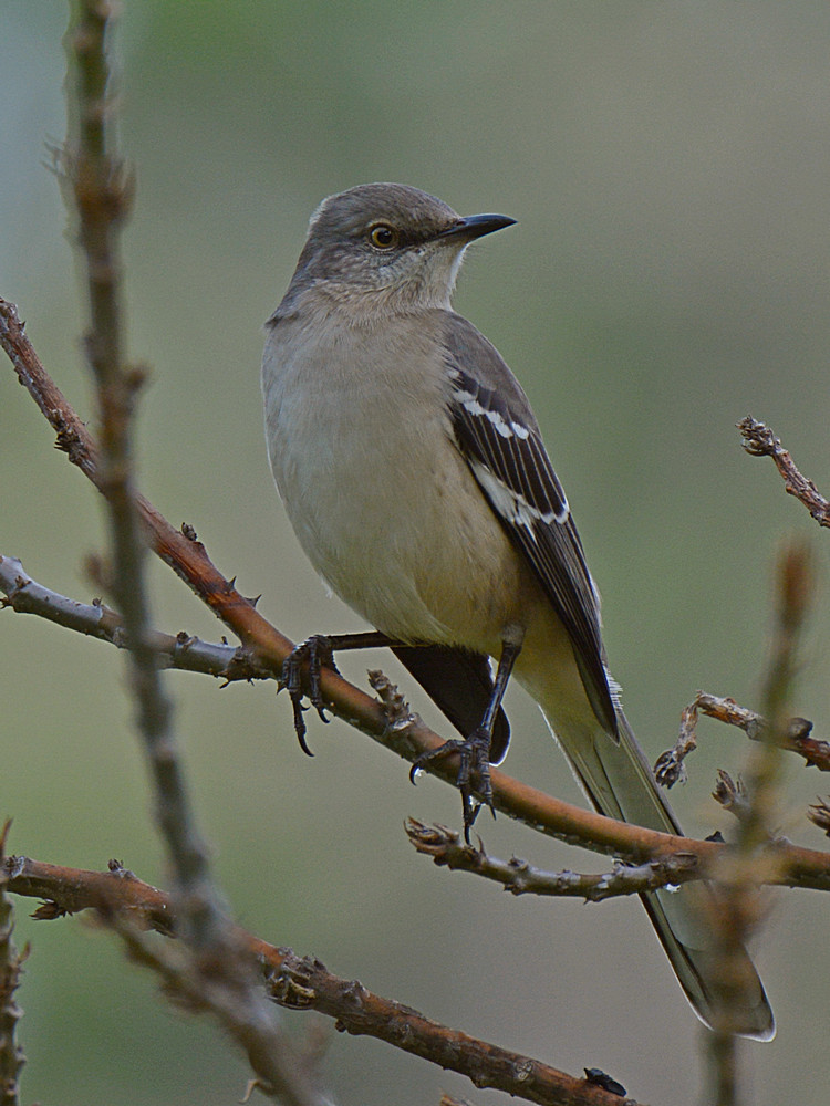 Mockingbird5.jpg