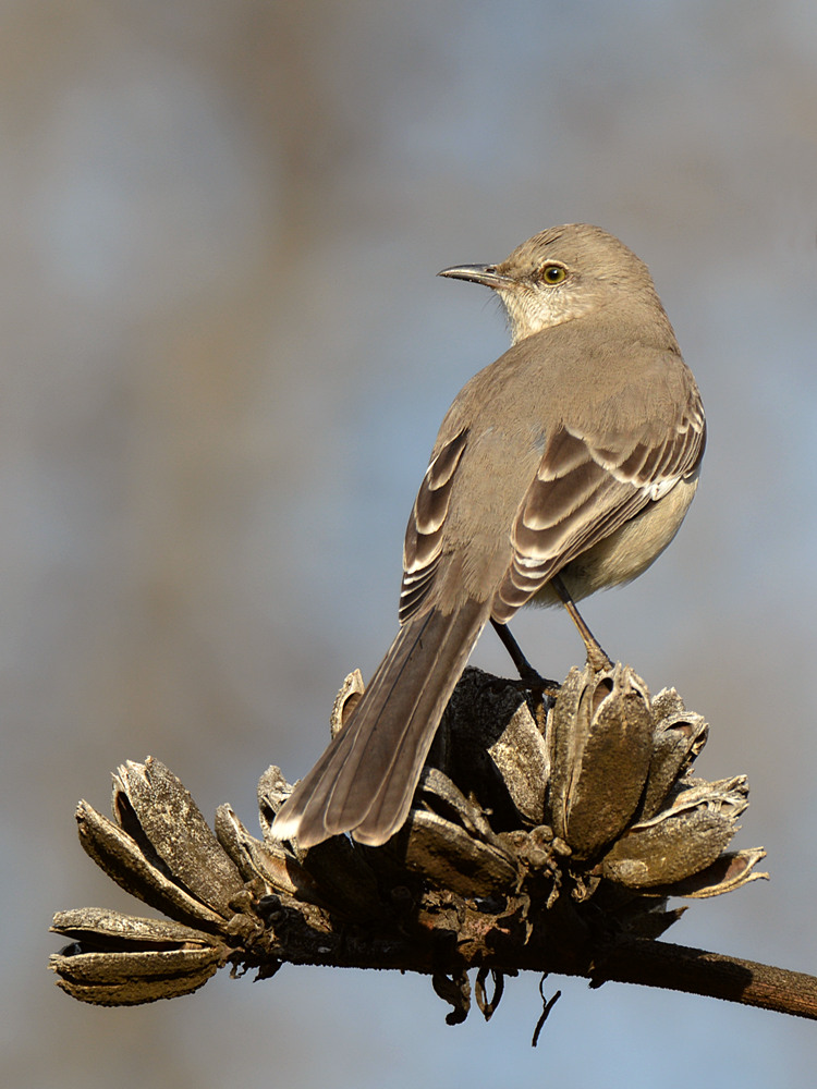 Mockingbird5.jpg