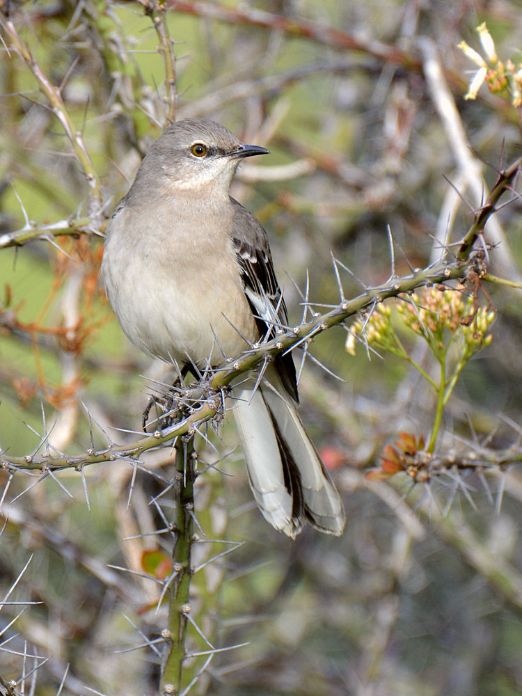 Mockingbird5.jpg