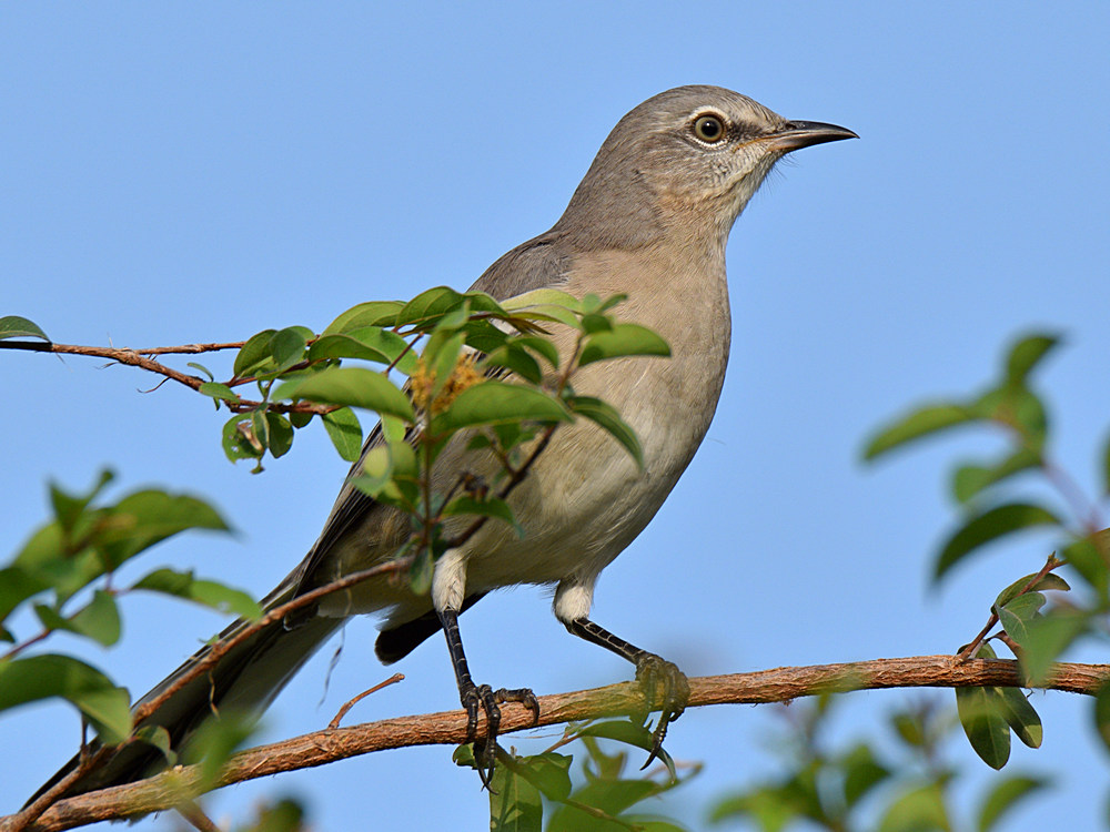Mockingbird5.jpg