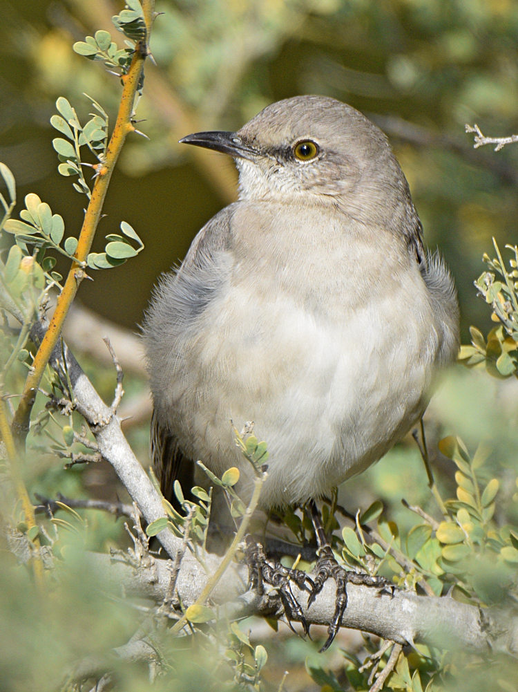 Mockingbird5.jpg