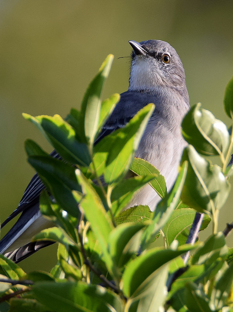 Mockingbird5.jpg