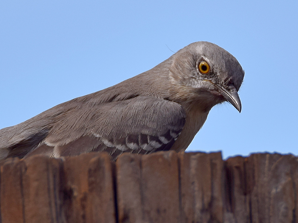 Mockingbird5.jpg