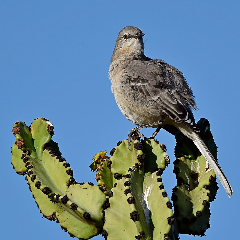 Mockingbird5.jpg