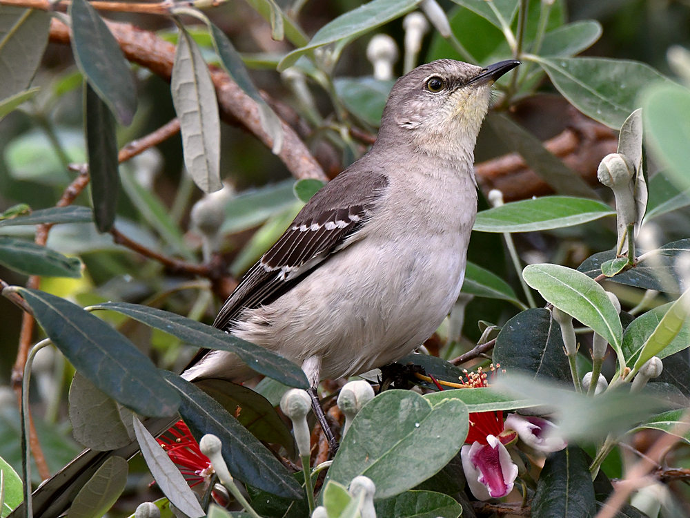 Mockingbird5.jpg