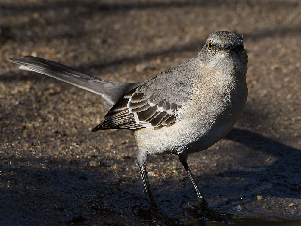 Mockingbird5.jpg