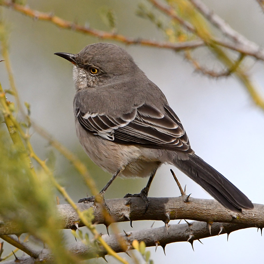 Mockingbird5.jpg