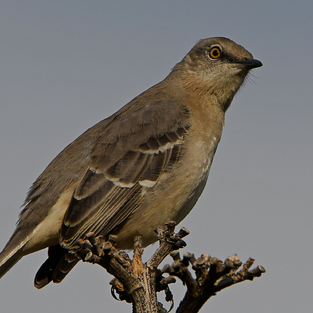 Mockingbird5.jpg