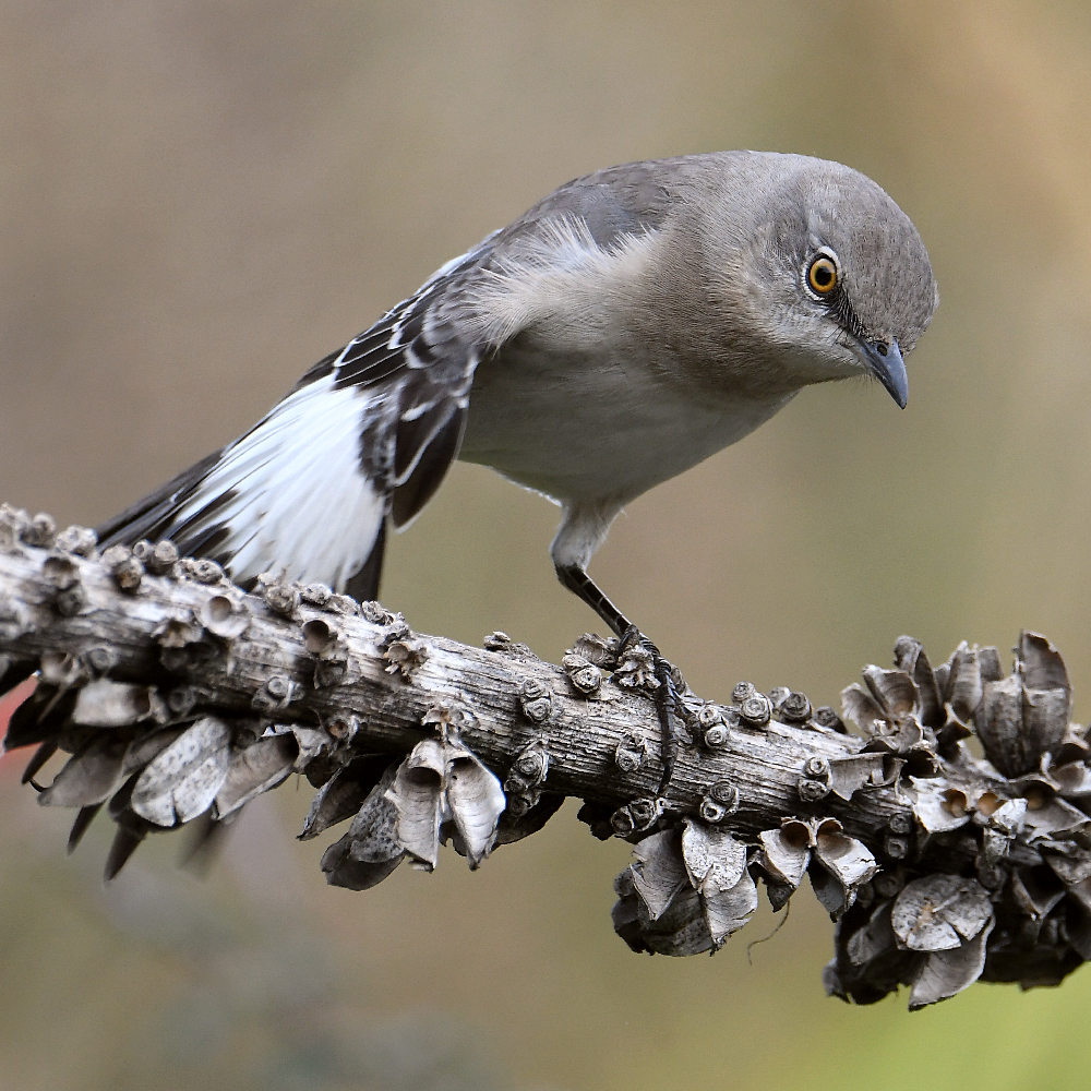 Mockingbird5.jpg