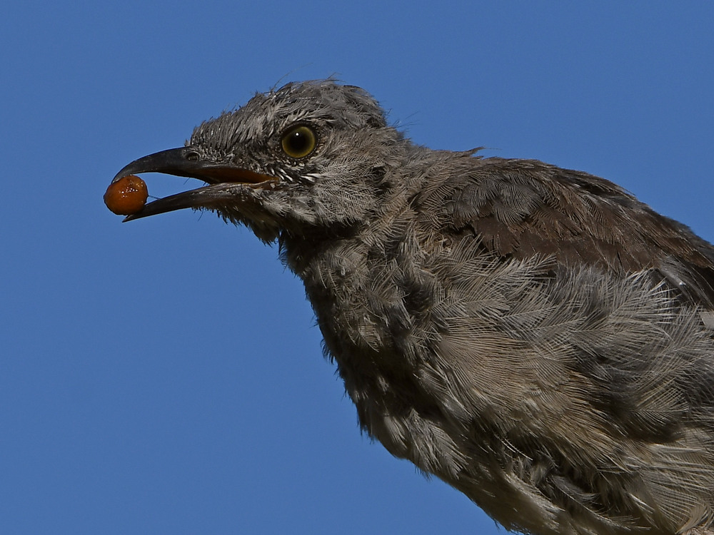 Mockingbird5.jpg