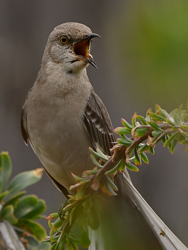 Mockingbird5.jpg