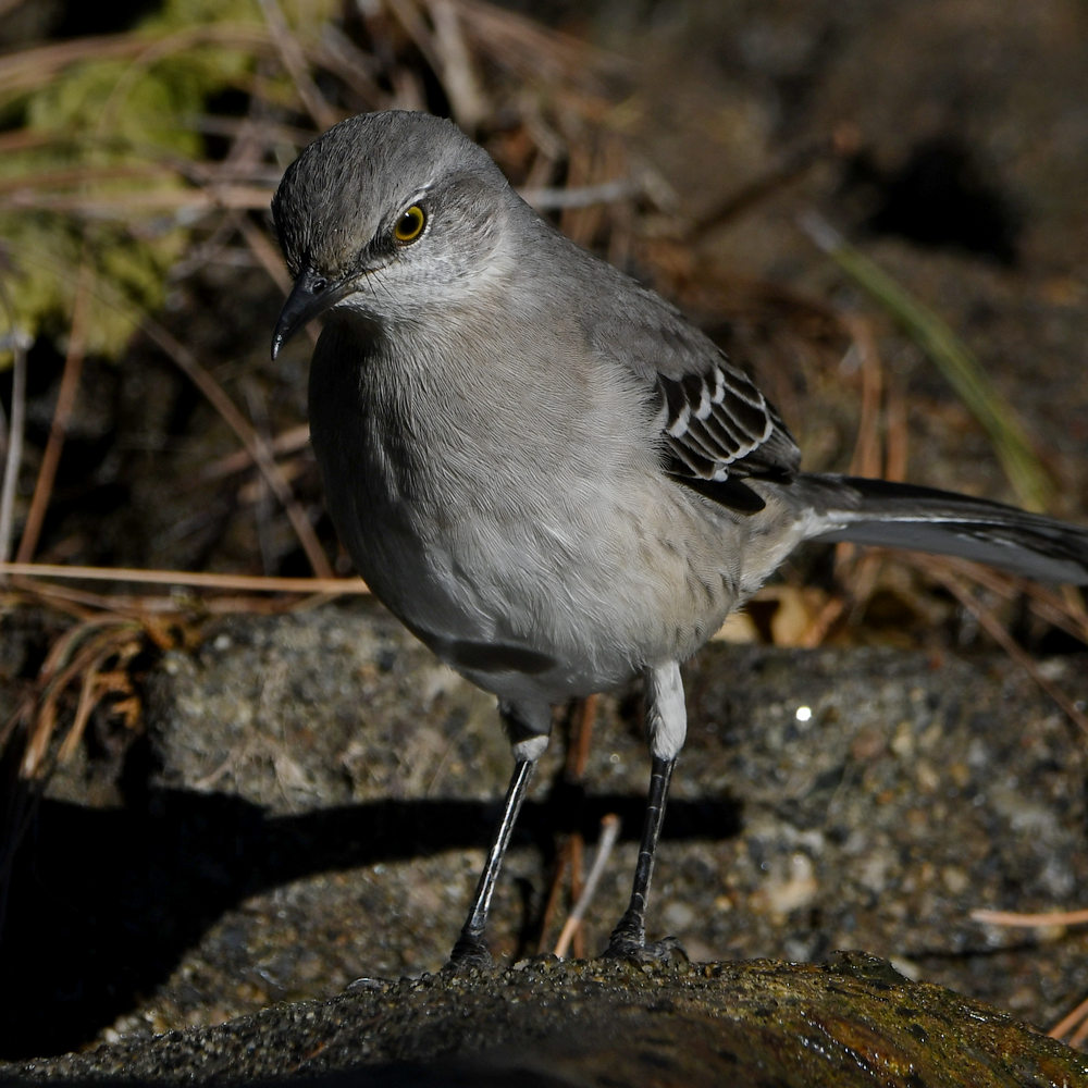 Mockingbird5.jpg